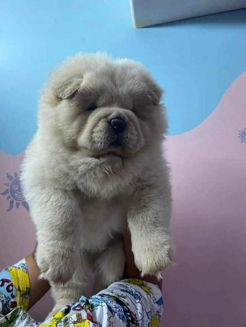 Chow chow