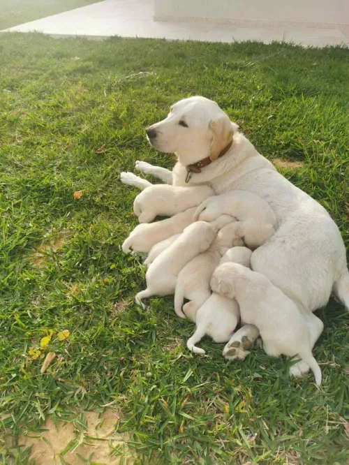 Labrador retriever