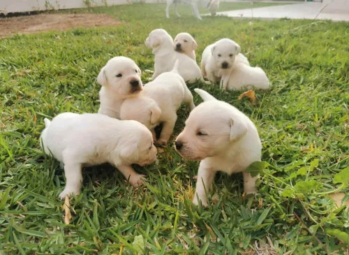 Labrador retriever