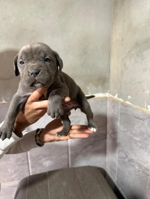 Cane corso