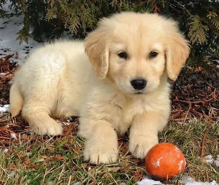 Golden retriever