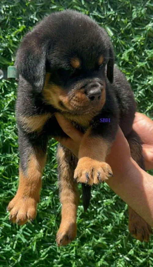 Rottweiler