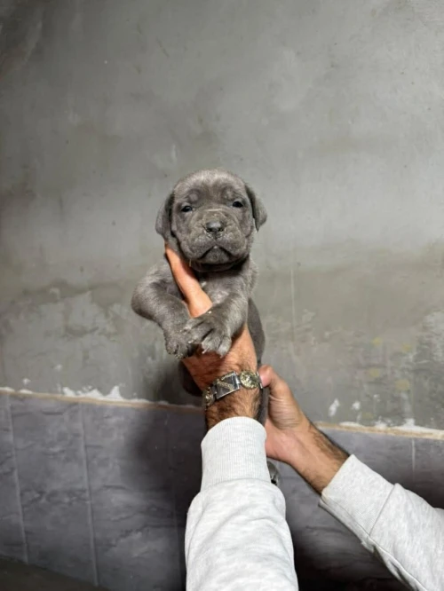 Cane corso