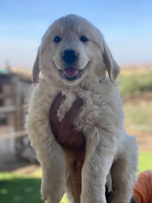 Golden retriever