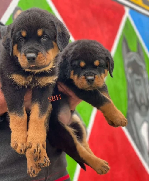 Rottweiler