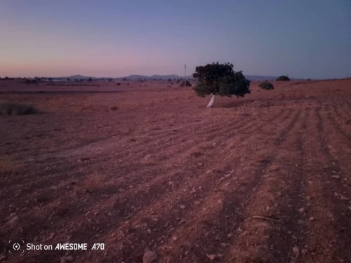 Location Terrain Agricole Saïda Youb