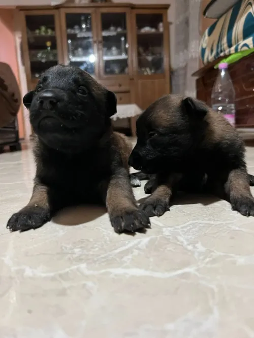 Chiot malinois 
