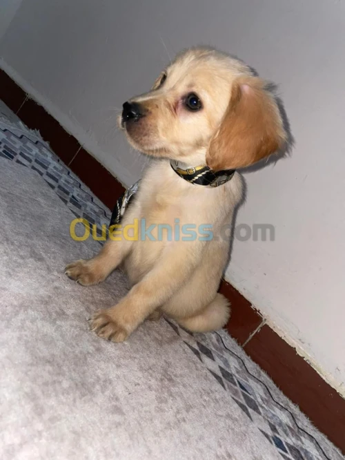 Vente chiot Labrador 