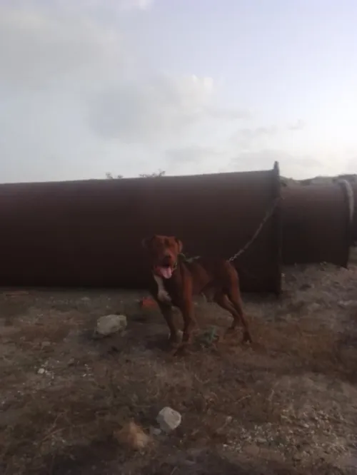 Chien pitbull red nose l pure race 