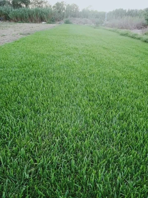 Espace vert naturel 