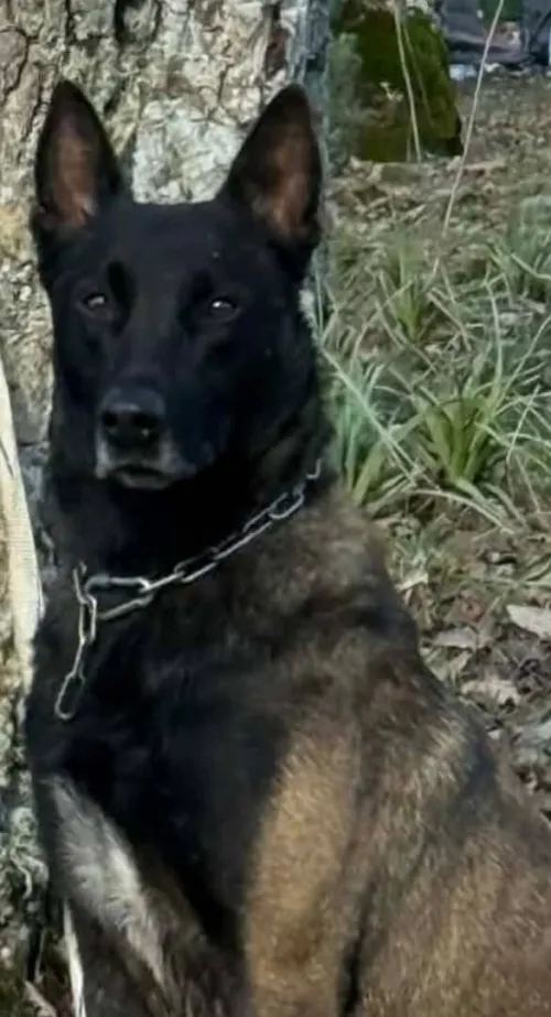 Malinois charbonais