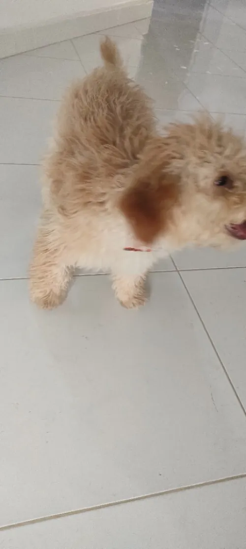 Caniche