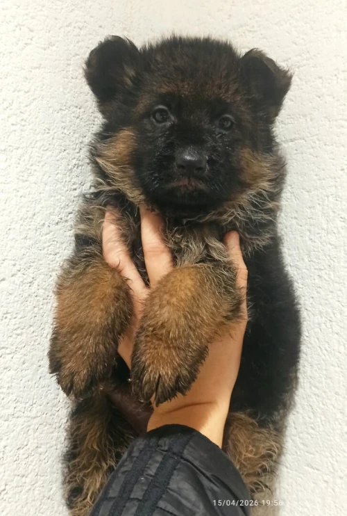 Femelle berger allemand