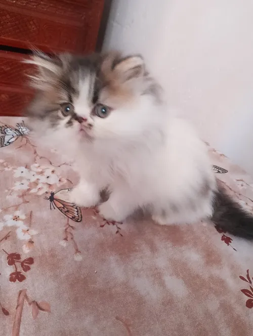 Chat persant 2 mois