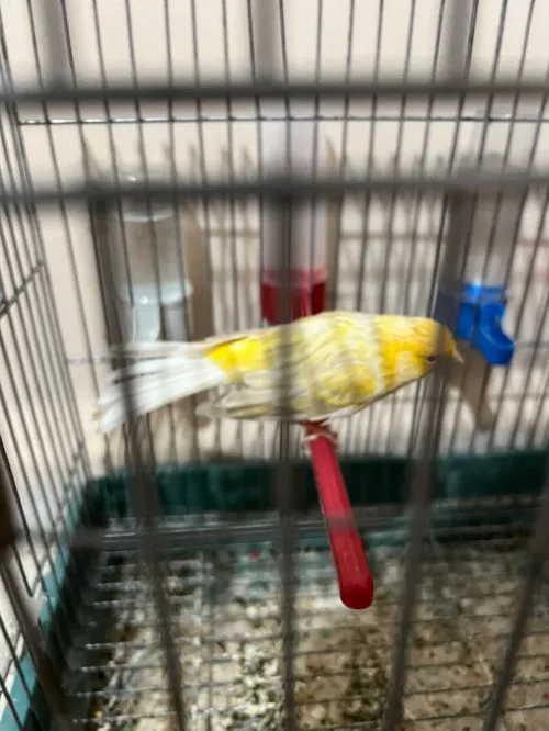 Canari satiné