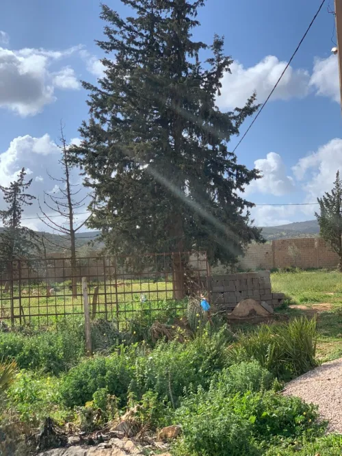 Vente Terrain Agricole Tlemcen Tlemcen