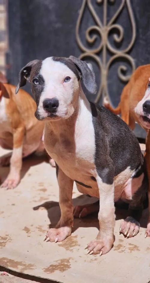 Pitbull بيتبول 
