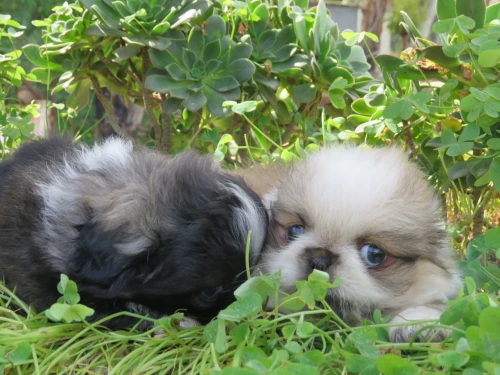 Pekinois TOY