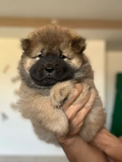 Chow chow شاو شاو