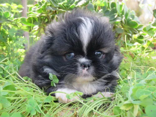 Pekinois mini بيكينوا