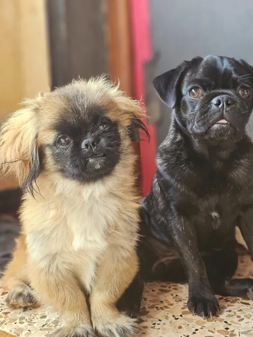 Pekinois 