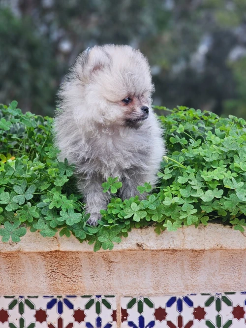 Spitz Pomeranian,  Spitz nain,loulou de pomeranie 