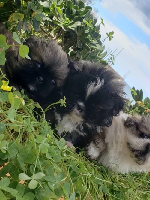 Pekinois TOY