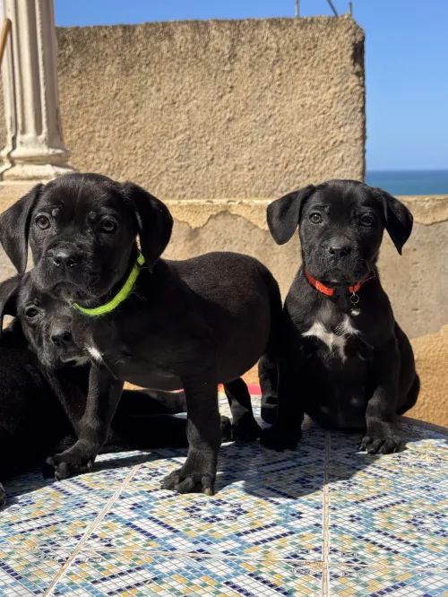 Cane corso