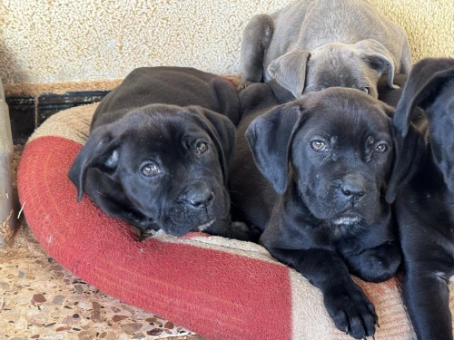 Cane corso كاني كورصو