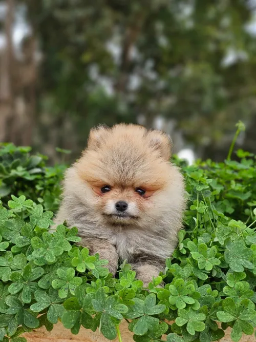 Spitz Pomeranian,  Spitz nain,loulou de pomeranie 