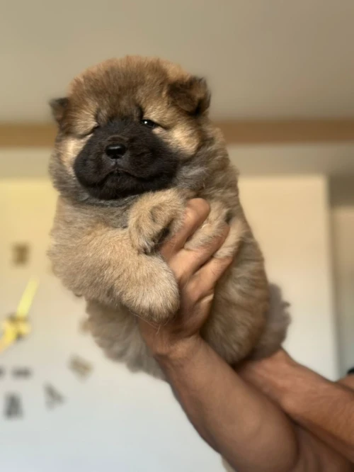 Chow chow شاو شاو