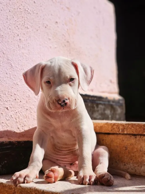 Dog Argentin 