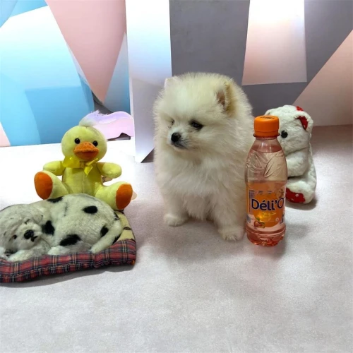 Spitz Pomeranian Loulou de pomeranie
