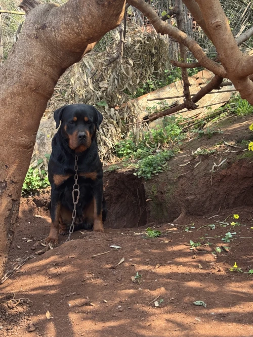 Rottweiler