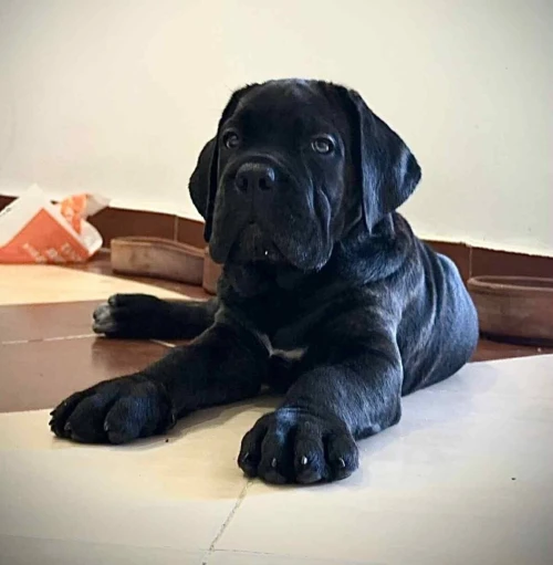 Cane corso ,كاني كورصو
