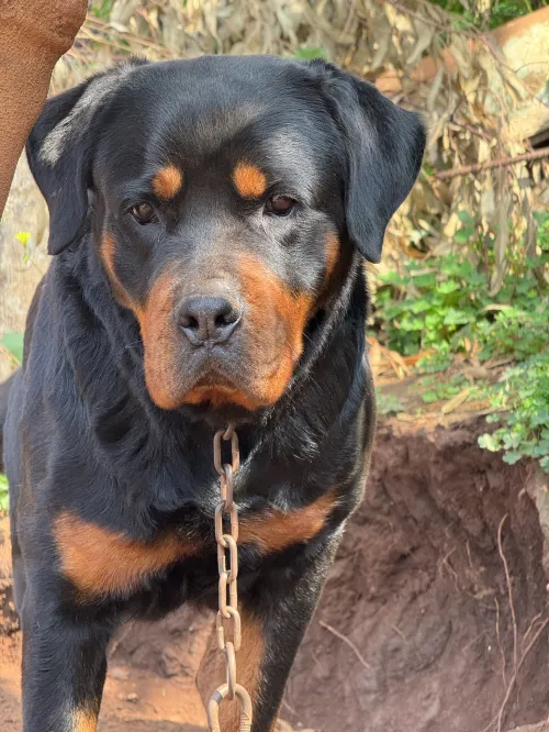 Rottweiler
