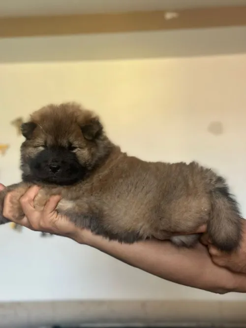 Chow chow شاو شاو