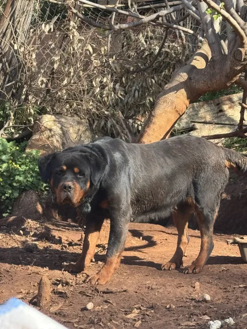 Rottweiler