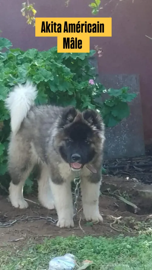 Akita américain أكيطا
