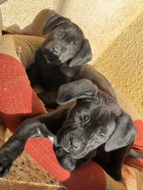Cane corso كاني كورصو