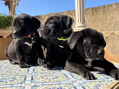Cane corso