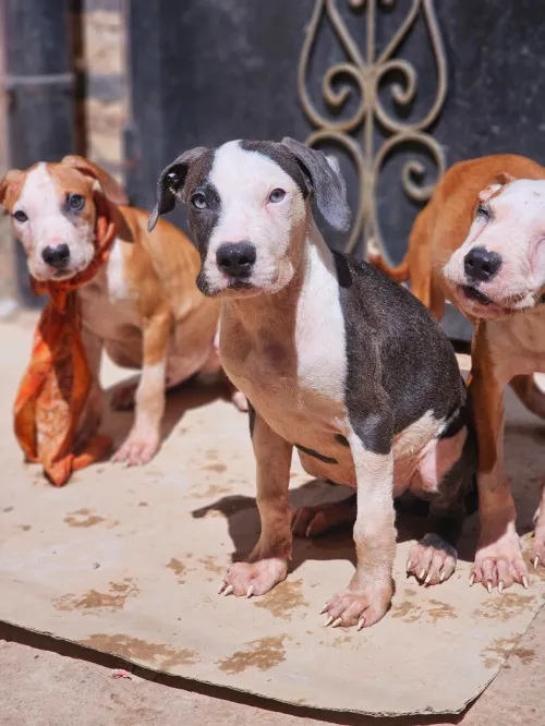 Pitbull بيتبول 