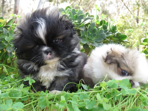 Pekinois mini بيكينوا