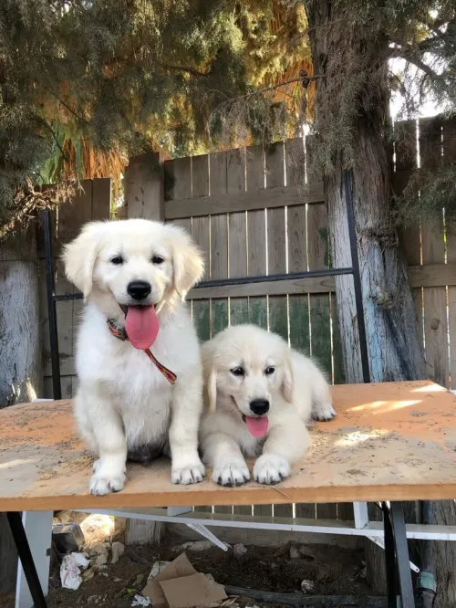 Golden retriever