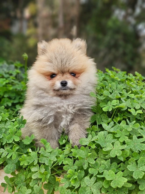 Spitz Pomeranian,  Spitz nain,loulou de pomeranie 