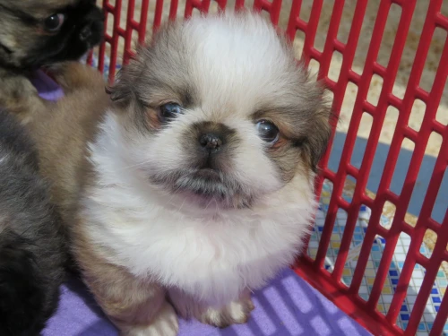 Pekinois mini بيكينوا