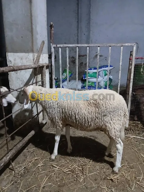 بيع كباش المناسبات