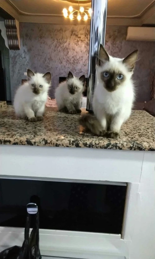 Chat Siamois