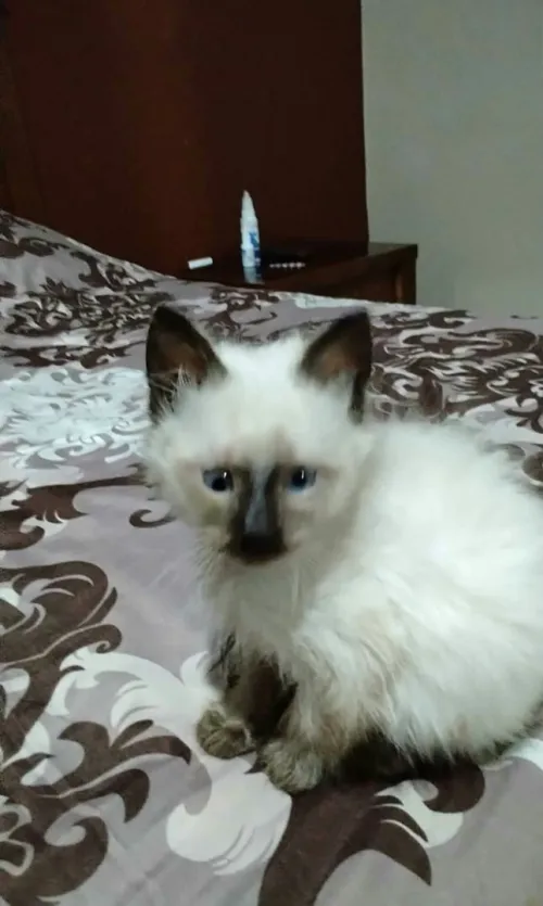 Chat Siamois