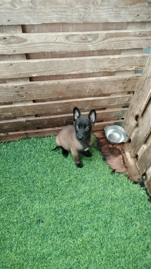 Malinois